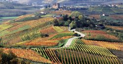 Vino, Consorzio Valpolicella: su ‘Terregiunte’ intervengano organismi di controllo